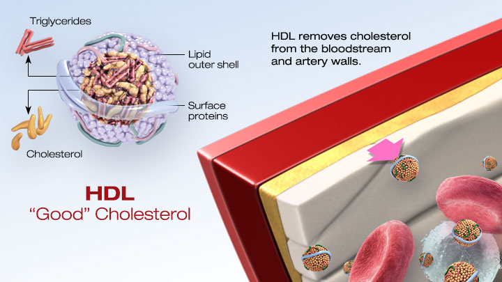 Cholesterol 101: What You Need to Know
