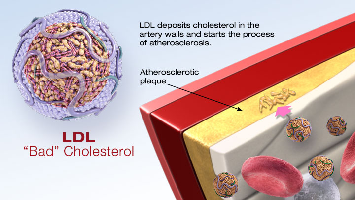 Cholesterol 101: What You Need to Know
