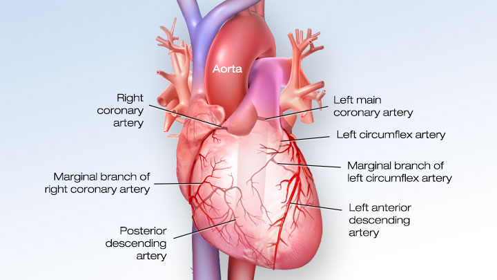 Cardiovascular Media Library Watch Learn Live