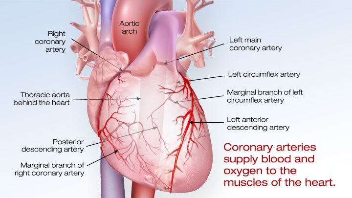 Cardiovascular Media Library. Watch. Learn. Live.
